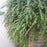 Cotoneaster, Coral Beauty Cotoneaster