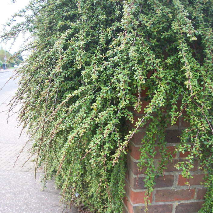 Cotoneaster, Coral Beauty Cotoneaster