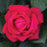 Rose, Sweet Spirit Rose