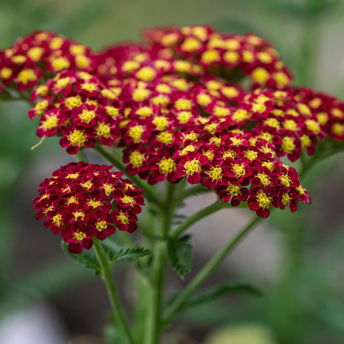 Yarrow, Strawberry Seduction Yarrow