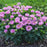Bee Balm, Pardon My Lavender