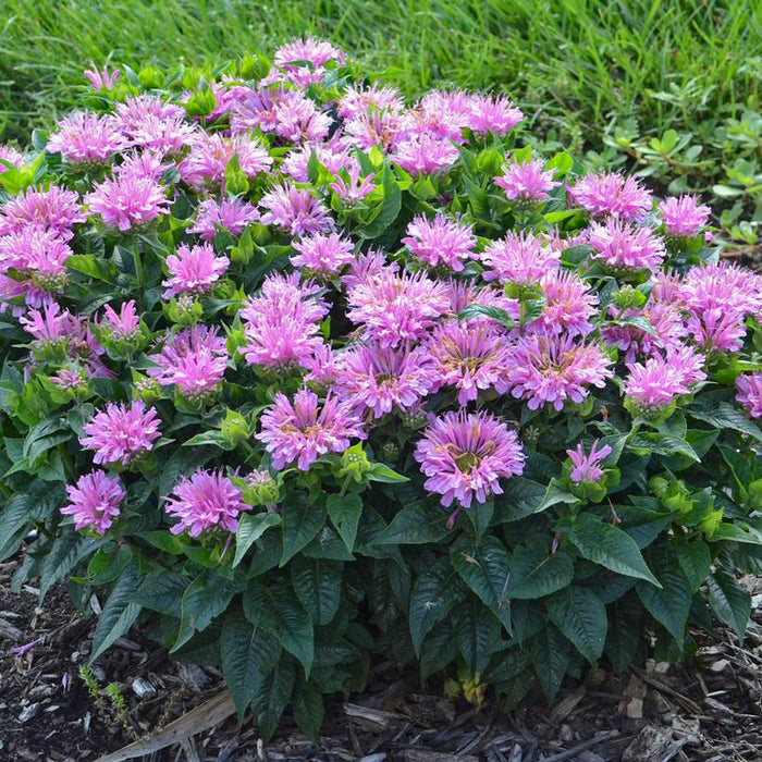 Bee Balm, Pardon My Lavender