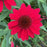 Coneflower, SunMagic® Vintage Hot Red Echinacea