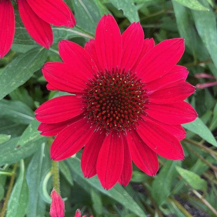 Coneflower, SunMagic® Vintage Hot Red Echinacea
