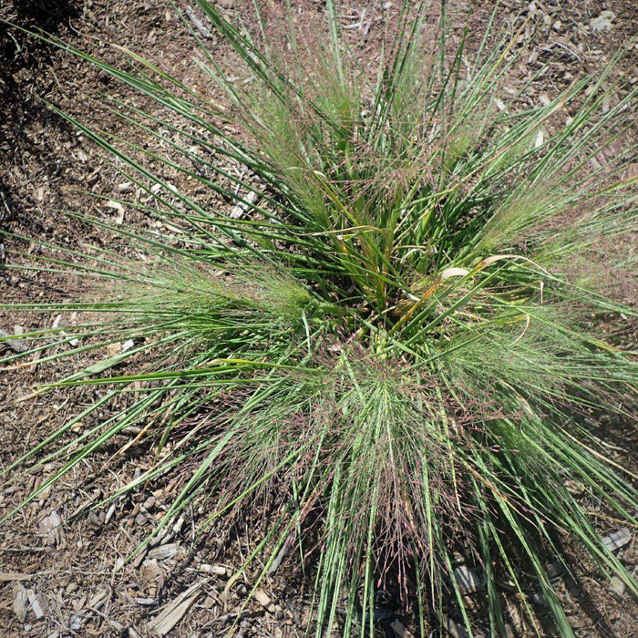 Grass, Standing Ovation Little Bluestem