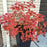 Smokebush, Winecraft Black® Smokebush