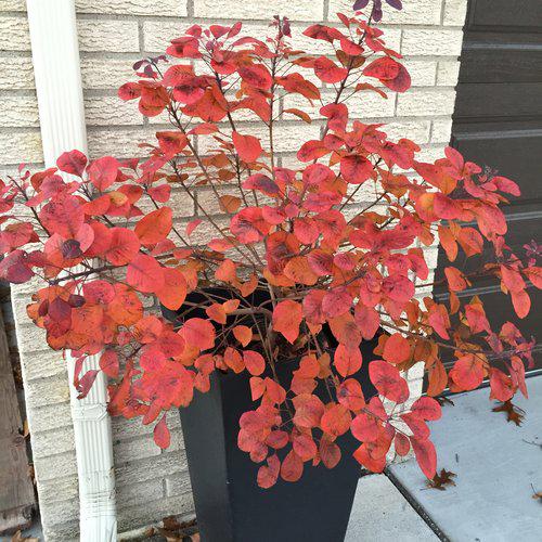 Smokebush, Winecraft Black® Smokebush