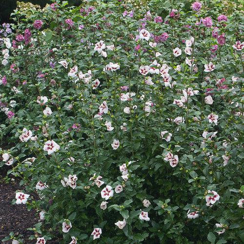 Hibiscus, PW® Lil' Kim® Hibiscus