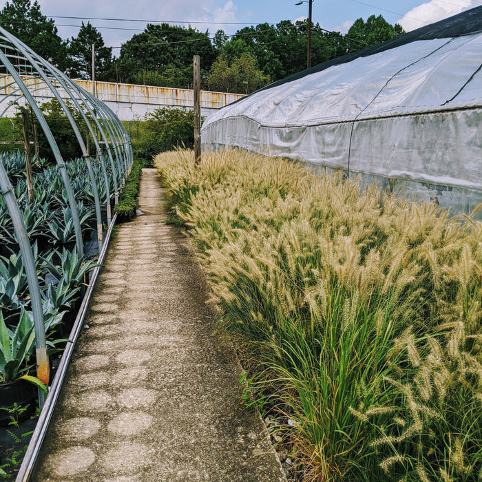 Grass, Hameln Fountain Grass