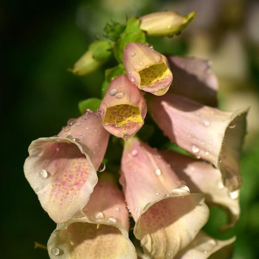 Foxglove, Dalmatian Peach Foxglove