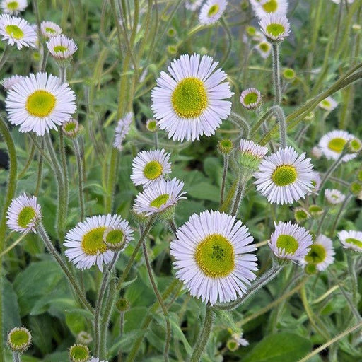 Robin's Plantain,  Carpet Robin's Plantain
