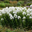 Phlox, Luminary® Backlight Phlox