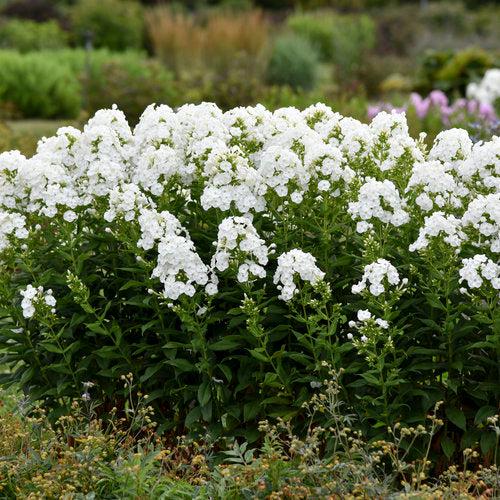 Phlox, Luminary® Backlight Phlox