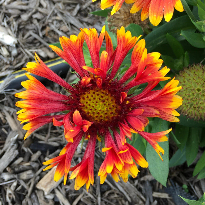 Blanket Flower, Spintop™ Copper Sun Blanket Flower