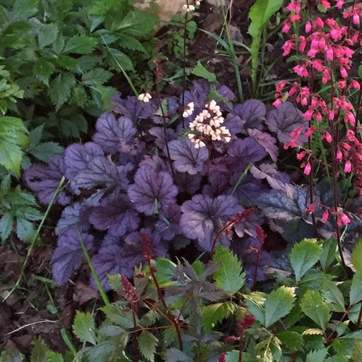 Coral Bells, Grape Expectations Coral Bells