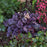 Coral Bells, Grape Expectations Coral Bells