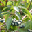 Dogwood, Silky Dogwood