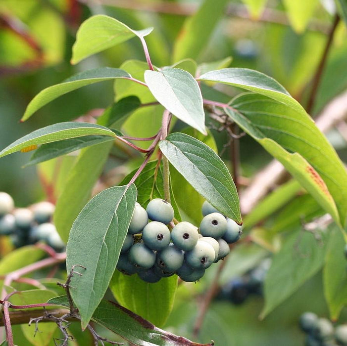 Dogwood, Silky Dogwood