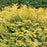 Cypress, Night Light™ Cypress
