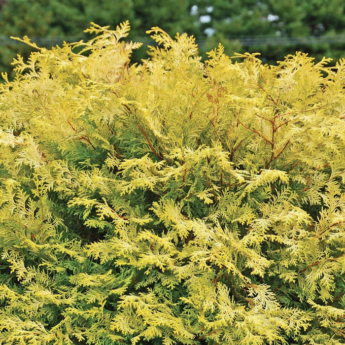 Cypress, Night Light™ Cypress