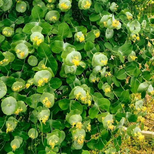Honeysuckle, Kintzley's Ghost® Honeysuckle