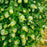 Honeysuckle, Kintzley's Ghost® Honeysuckle
