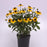 Black Eyed Susan, Gold Blitz Black-Eyed Susan