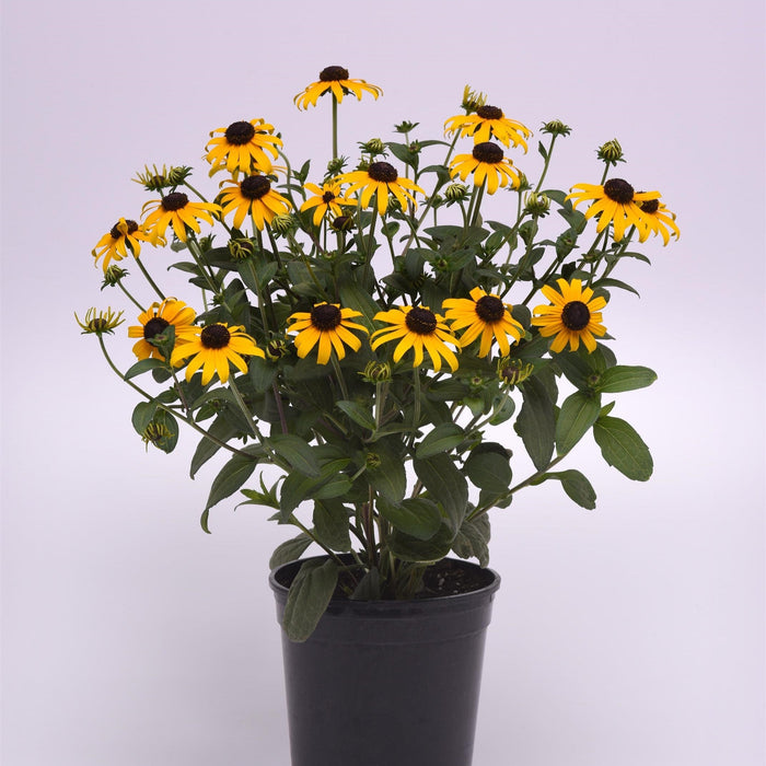 Black Eyed Susan, Gold Blitz Black-Eyed Susan