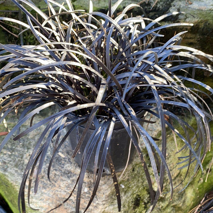 Grass, Black Mondo Grass
