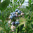 Blueberry, Chandler Blueberry