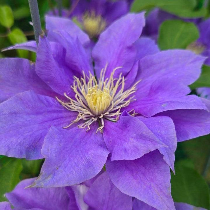 Clematis, Boulevard® Olympia™ Clematis