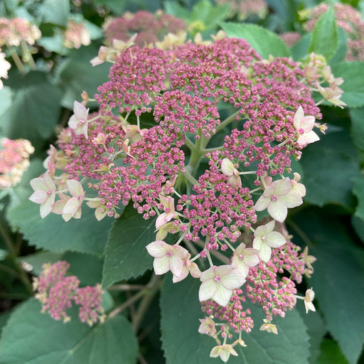 Hydrangea, Pinky Pollen Ring™ Hydrangea