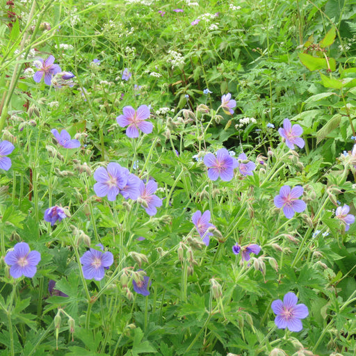 Cranesbill, Azure Rush Cranesbill