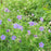 Cranesbill, Azure Rush Cranesbill