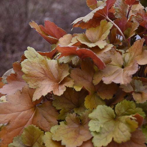 Coral Bells, Dolce® Toffee Tart Heuchera