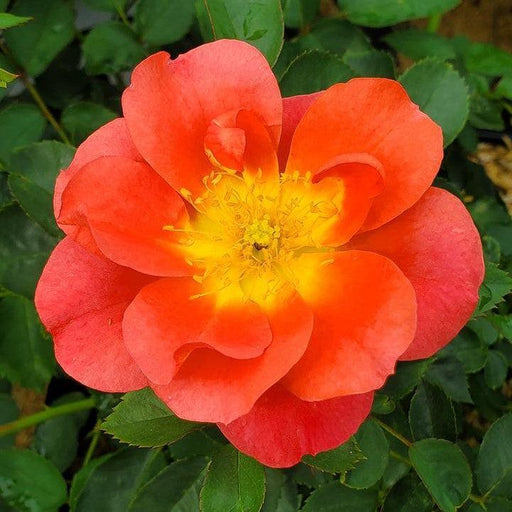 Rose, Rise Up® Emberays® Climbing Rose