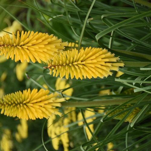 Torch Lily, PW® Pyromania® Solar Flare Red Hot Poker