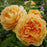 Rose, David Austin Golden Celebration English Rose, 3 gal.