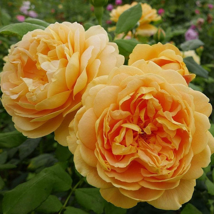 Rose, David Austin Golden Celebration English Rose, 3 gal.