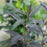 Beautyberry, Pearl Glam® Beautyberry