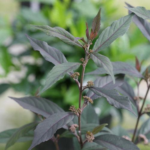 Beautyberry, Pearl Glam® Beautyberry