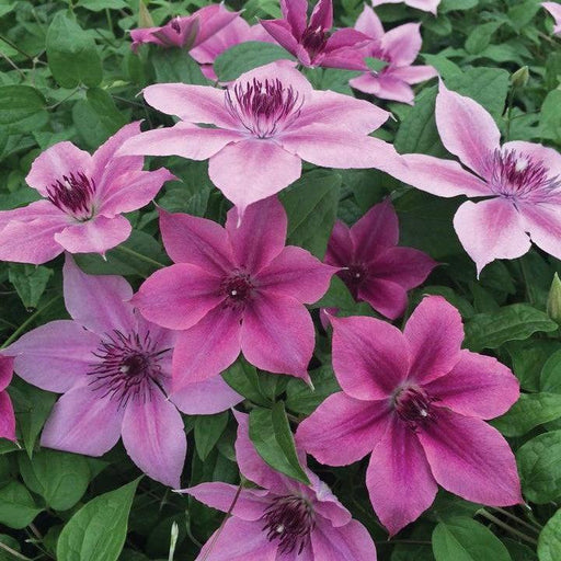 Clematis, Rosalie™ Clematis