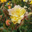 Rose, Color Cocktail™ Rose