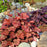 Coral Bells, Northern Exposure™ Red Heuchera