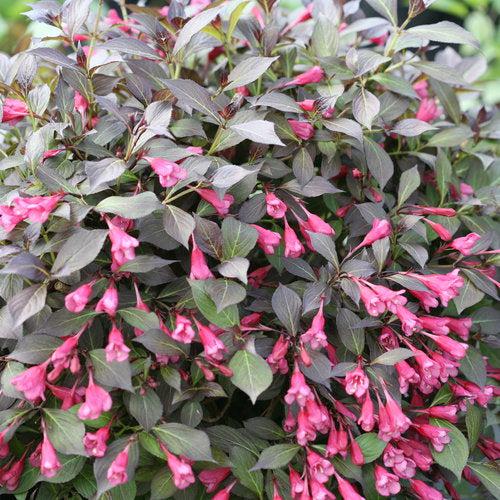 Weigela, Midnight Wine Shine® Weigela