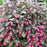 Weigela, Midnight Wine Shine® Weigela