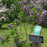 Lilac, Sensation Lilac