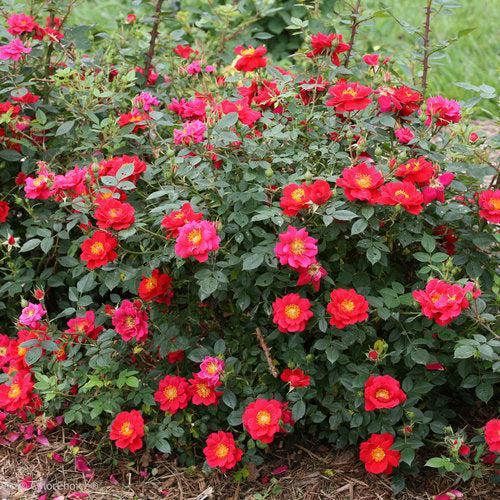 Rose, Oso Easy® Urban Legend® Rose