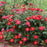 Rose, Oso Easy® Urban Legend® Rose