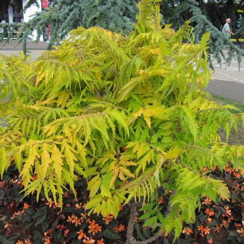Rhus typhina 'Bailtiger'  - First Editions® Tiger Eyes Staghorn Sumac